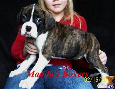 ~Nirvana~ Brindle female